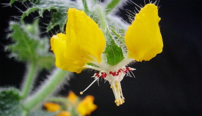 Thực vật Loasaceae ở Peru có khả năng ghi nhớ. 