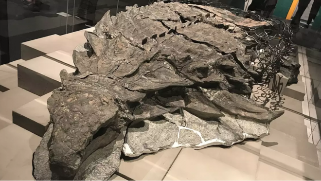 Khủng long "bằng xương bằng thịt" 100 triệu năm trước xuất hiện tại Canada - H2