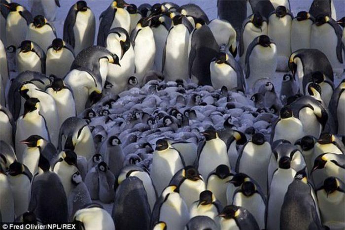 Chim cánh cụt làm thế nào để giữ ấm trong cái lạnh cắt da cắt thịt ở Nam Cực?.4