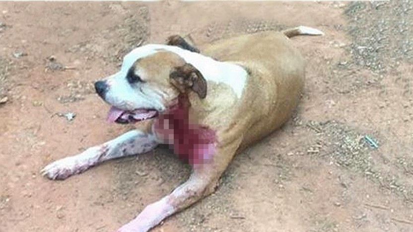 Chú chó pit pull dũng cảm vì cứu mạng một người lạ mà suýt mất đi tính mạng của mình. (Ảnh qua pixpo.net)
