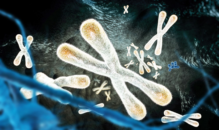 telomere càng dài thì tuổi thọ cũng dài, đương nhiên không bao gồm chuyện ngoài ý muốn.