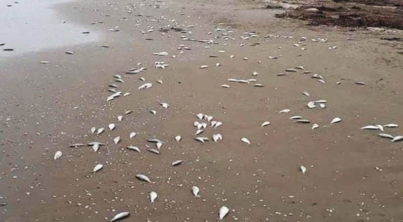 Cá chết dạt vào bờ biển Lộc Hà, Hà Tĩnh.