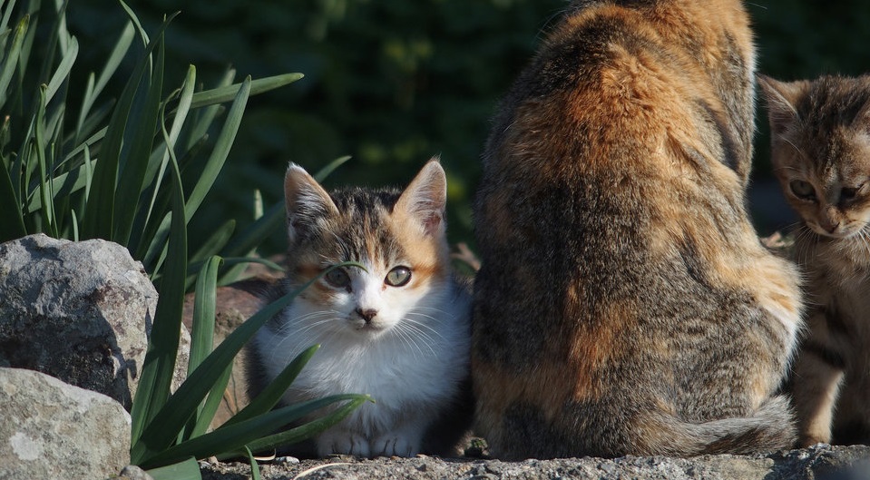 Đảo mèo tại Nhật Bản, nơi loài mèo đông hơn gấp 8 lần cứ dân trong làng