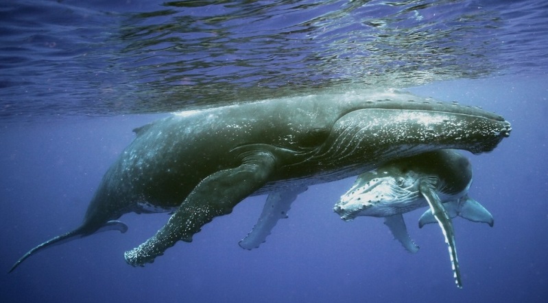 Đàn cá heo hợp sức cứu mạng hai mẹ con cá voi lưng gù