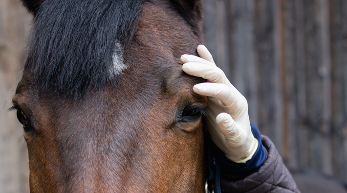  Ngựa thường có xu hướng tập trung vào các đối tượng và sự việc nào đó mang tính tiêu cực hoặc đe dọa bằng mắt trái của chúng