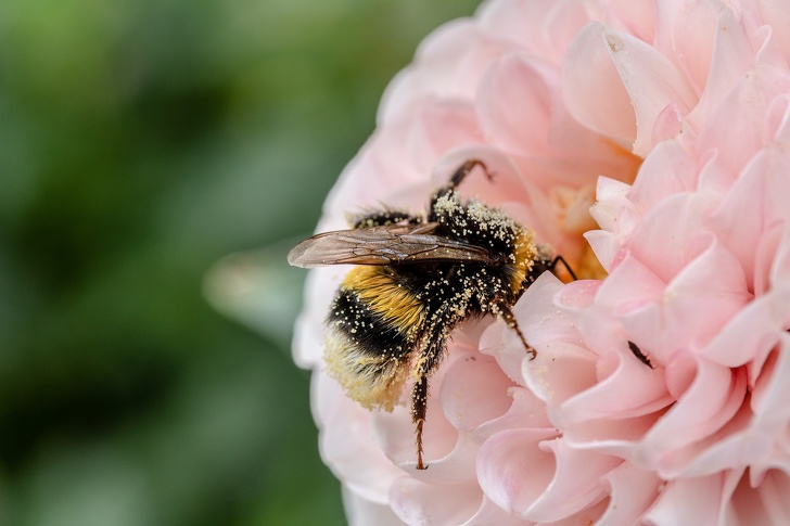 Tại sao loài ong rất quan trọng và chúng ta cần làm gì để ngăn chúng biến mất? - ảnh 1