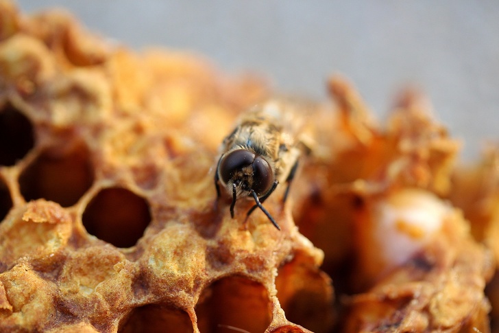 Tại sao loài ong rất quan trọng và chúng ta cần làm gì để ngăn chúng biến mất? - ảnh 8