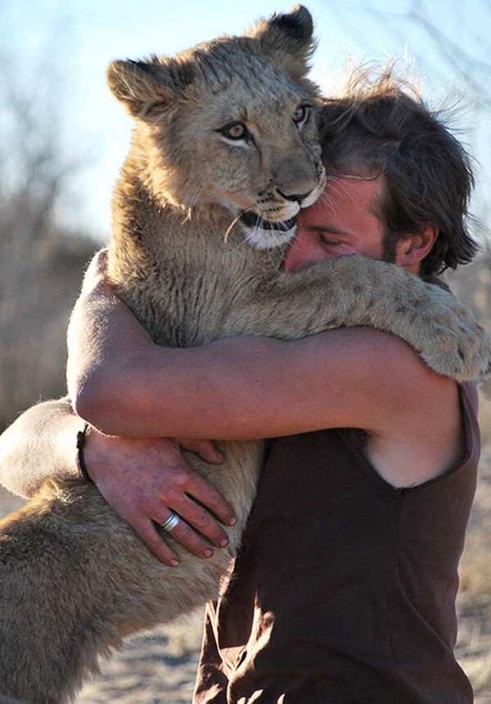 sư tử cái trưởng thành đã lao đến và vô cùng hạnh phúc ôm lấy những người đã nuôi nấng, chăm sóc nó