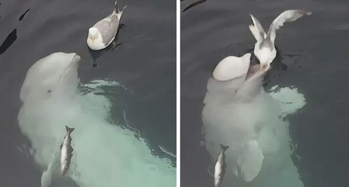 Đáng yêu: Cá voi Beluga trêu chọc “xin làm quen” với mòng biển
