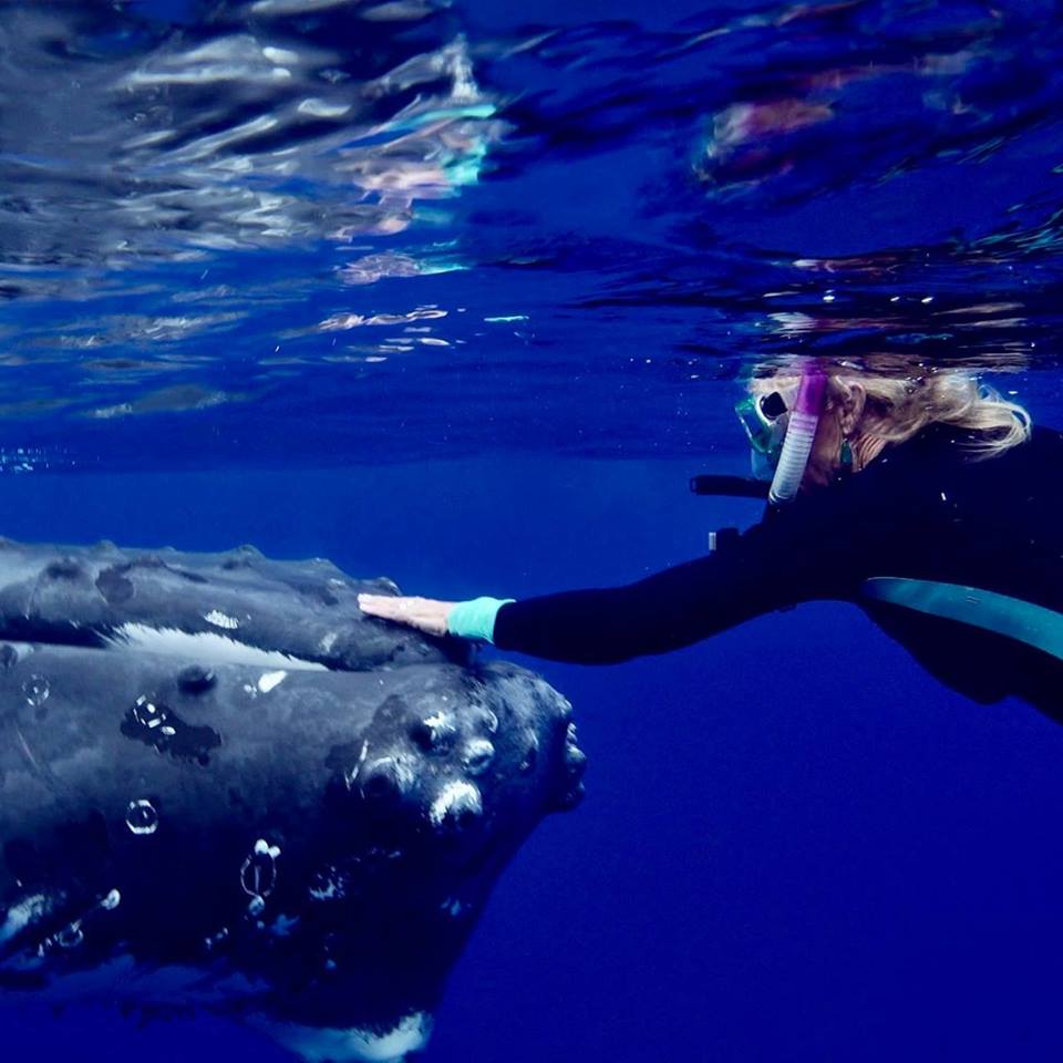 Cô gái bị cá voi lưng gù khổng lồ ‘kéo đi' suốt 10 phút để tránh bị cá mập trắng tấn công