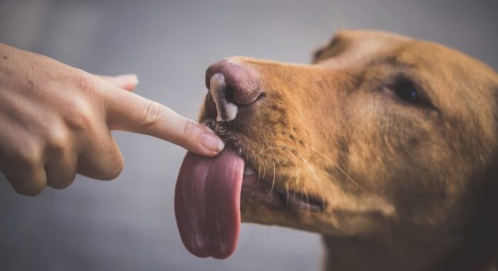 Nước bọt chó có thể gây bệnh nhiễm trùng máu và hoại tử