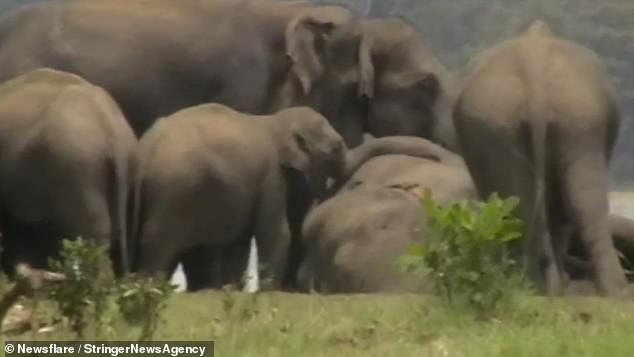 300 con voi đau buồn nói lời vĩnh biệt sau khi voi đầu đàn qua đời