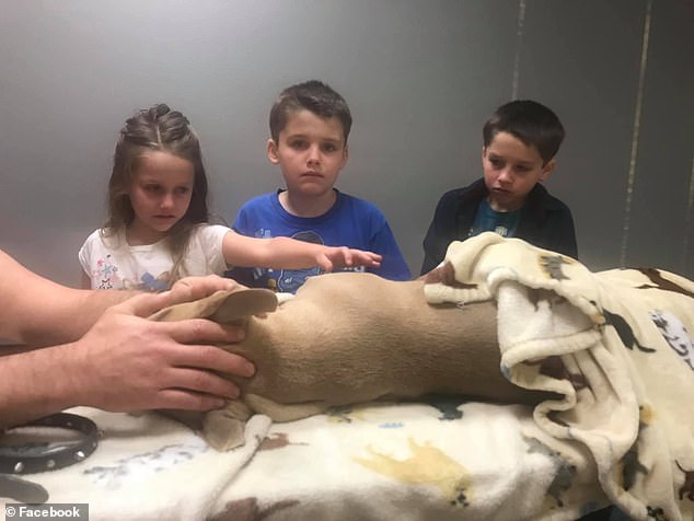 Chú chó nhỏ qua đời sau khi liều mình bảo vệ 2 cậu bé trước rắn độc
