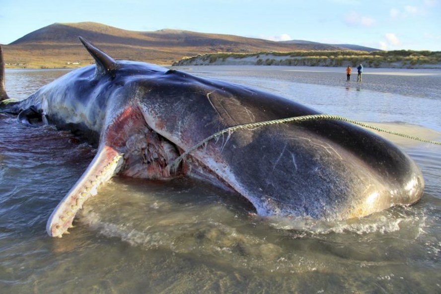 Cá voi đực 10 tuổi chứa gần 100kg rác trong bụng chết tại bờ biển Harri ở Scotland. (Ảnh qua laodong)