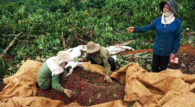 Theo người dân, mỗi cây cà đền bù 400.000 đồng là quá thấp, 1 cây cà phê mỗi năm đã cho thu số tiền này. (Ảnh qua danviet)