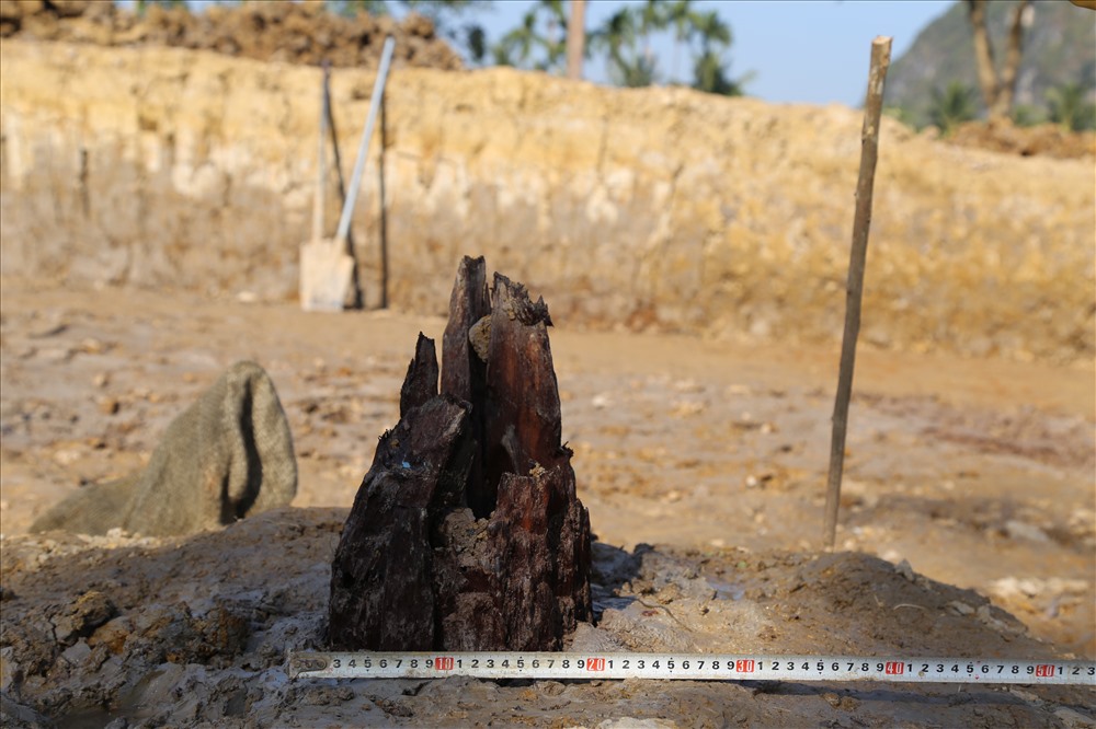 Cọc gỗ cổ được khai quật có đường kính từ 26 - 46cm.