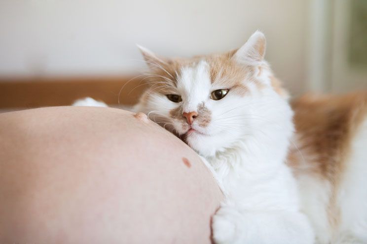 Có phải loài mèo chỉ quan tâm tới chủ nhân khi được cho ăn?