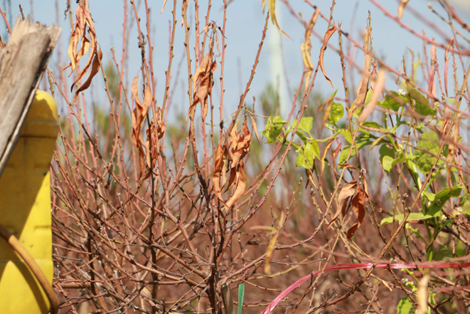 Hà Nội: Hàng ngàn gốc đào chết khô trước Tết Nguyên Đán 2020-ảnh 4