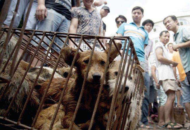 Đài Loan Giết và ăn thịt chó, 2 lao động Việt bị phạt tiền và ngồi tù-ảnh 2