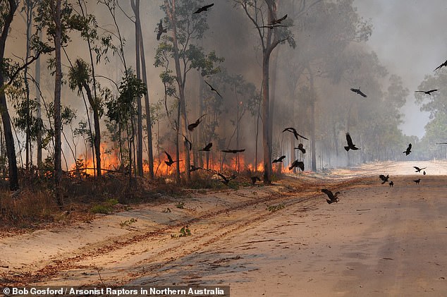 Loài chim dùng lửa để săn mồi đang khiến thảm họa cháy rừng ở Úc trở nên tồi tệ hơn? - ảnh 2