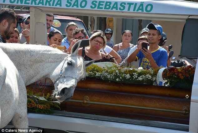 Chú ngựa khóc thương trong đám tang của người chủ vừa qua đời