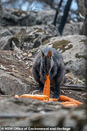 Úc: Thả hàng tấn cà rốt và khoai lang để cứu đói động vật bị cháy rừng - ảnh 4