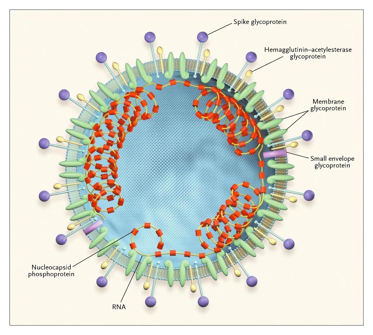 Cúc trúc virus 