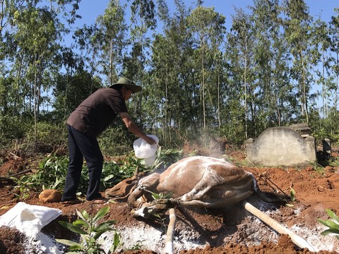 Quảng Ngãi Hơn 2.350 gia súc bị nhiễm bệnh lở mồm long móng-ảnh 2