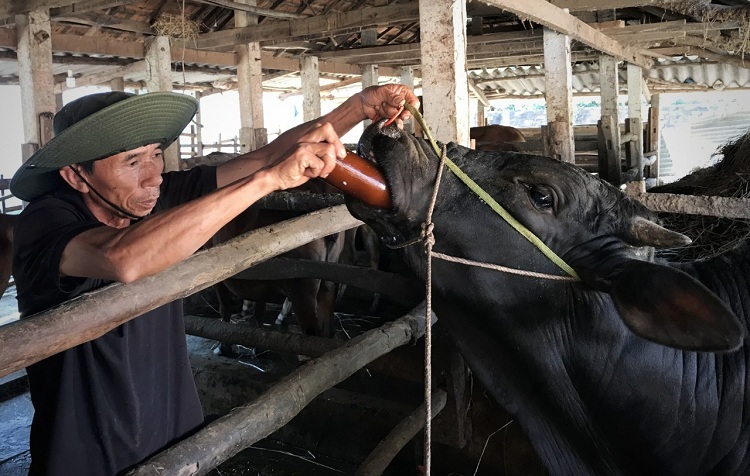 Quảng Ngãi Hơn 2.350 gia súc bị nhiễm bệnh lở mồm long móng