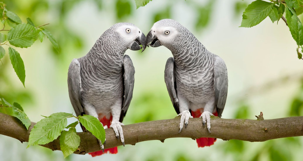 Vẹt xám châu Phi (Psittacus erithacus) không chỉ sở hữu một trí thông minh tuyệt vời mà còn là loài chim có lòng vị tha.