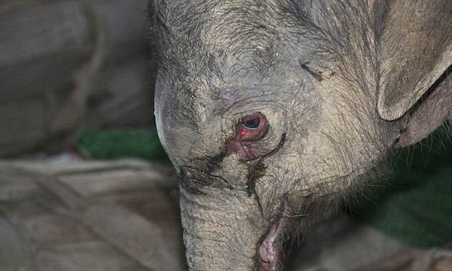 nhìn đôi mắt đỏ ngầu đẫm lệ của voi con, có thể thấy nó đã khóc rất nhiều.