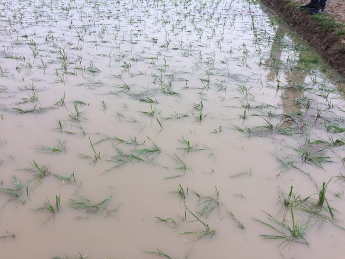 Các tỉnh phía Bắc 351 nhà bị sập, hơn 1.300ha cây trồng bị thiệt hại nặng nề do mưa đá 7