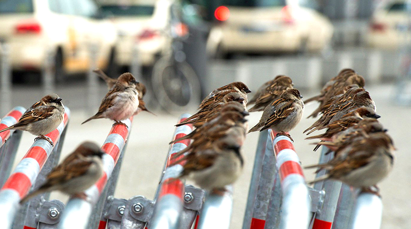 Hiện tượng kỳ lạ liên tục xuất hiện, Giang Tây có hàng vạn con chim sẻ bay ra cản đường (ảnh 1)