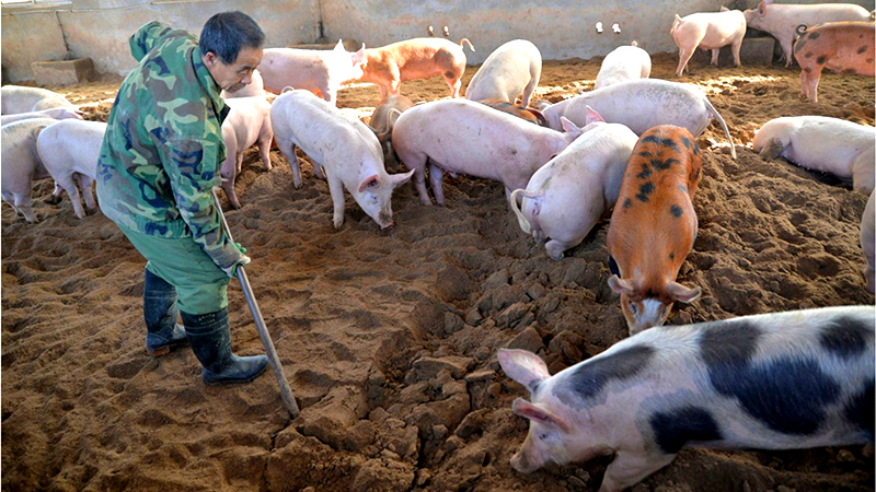 Reuters: ĐCSTQ đối phó với dịch viêm phổi Vũ Hán tương tự như dịch tả lợn Châu Phi (ảnh 2)