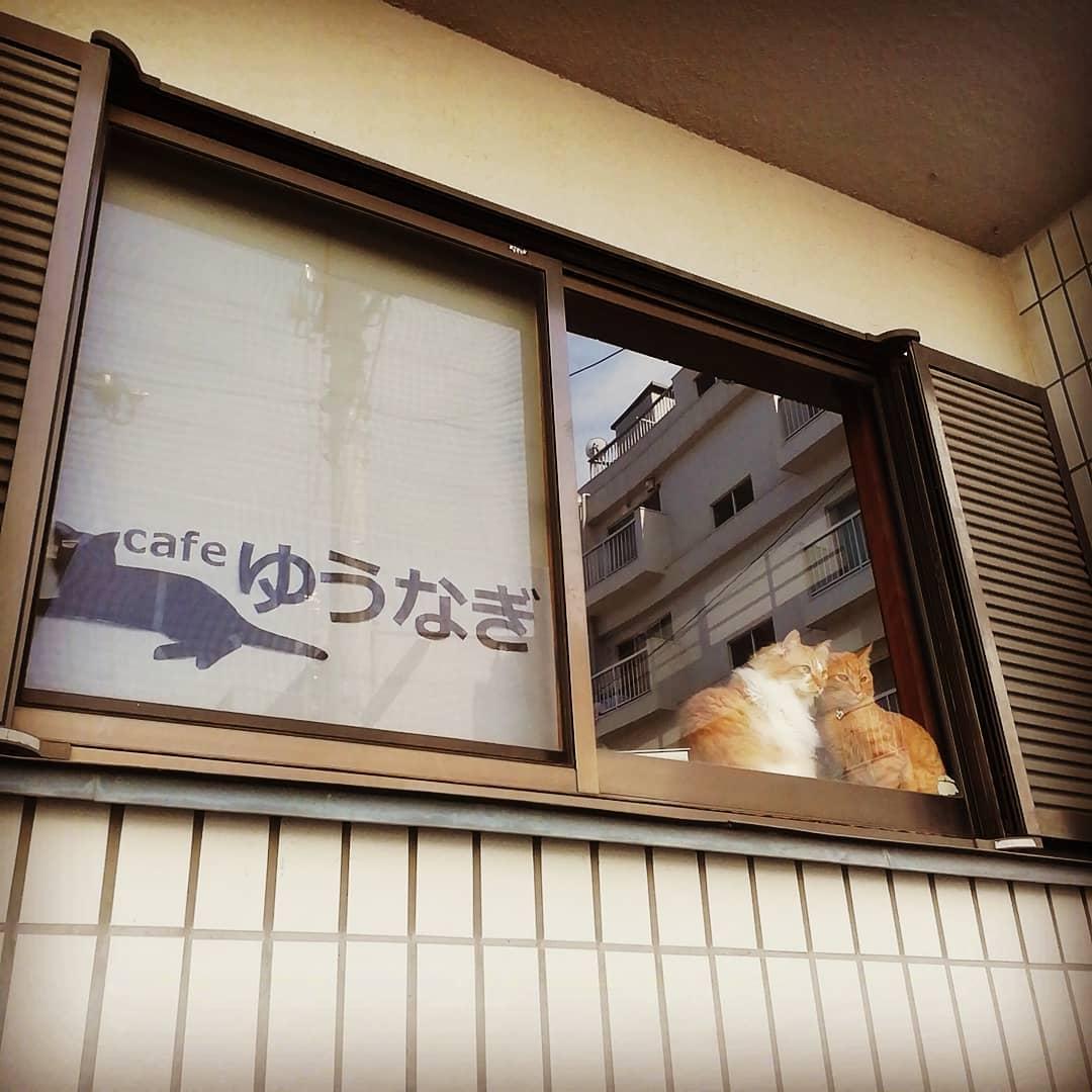 Bên ngoài cửa sổ quán có thể thấy những chú mèo đang ngồi ngắm nhìn đường phố. 