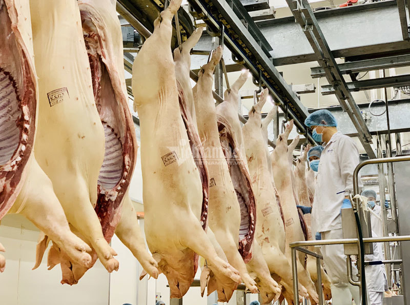 15 doanh nghiệp đã đồng ý giảm giá thịt lợn hơi xuất chuồng xuống còn 70.000 đồng/kg, việc giảm giá này bắt đầu được thực hiện từ ngày 1/4. (Ảnh qua vietnamnet)
