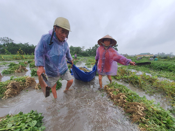 Nông dân ở thị xã Hương Thủy nhổ đậu phộng (lạc) bị ngập trong nước do mưa lớn. (Ảnh qua tuoitre)