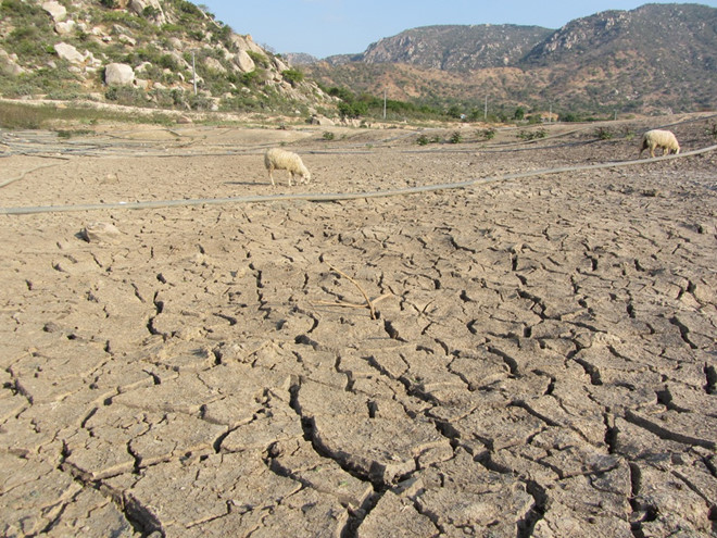 Hiện có 15 hồ thủy lợi tại Ninh Thuận đã khô đáy. (Ảnh qua thanhnien)