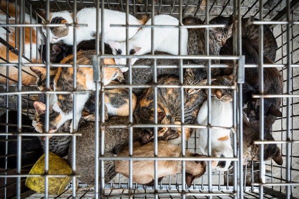 Theo tổ chức FOUR PAWS ở Đông Nam Á, thịt chó hay thịt mèo có thể tạo ra một đợt dịch bệnh truyền nhiễm từ động vật sang người. (Ảnh qua kinhtedothi)