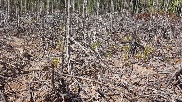 Thiếu nước, đất khô nẻ khiến rừng phòng hộ ven biển thị xã Vĩnh Châu có nguy cơ chết dần. (Ảnh qua tuoitre)