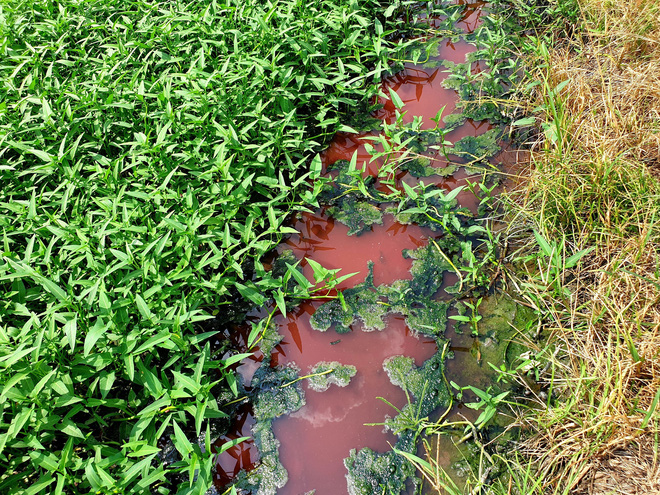 Màu đỏ từ suối tràn vào các ruộng rau muống. (Ảnh qua hanoi24)