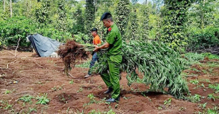 Công an nhổ bỏ, thu giữ số cây cần sa trong rẫy của ông Kiên.