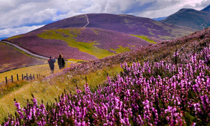 hoa thạch nam tại Scotland 