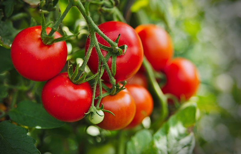 Cà chua chứa lycopene có khả năng chống oxy hóa mạnh.