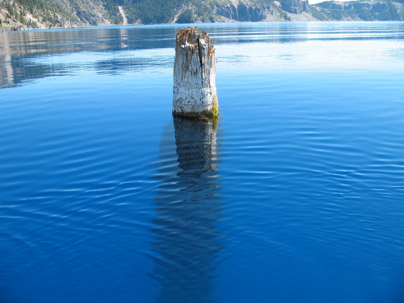 This is the Old Man of the Lake, which is a 30-foot tall tree stump, which has been bobbing vertically in Oregon's Crater Lake since at least 1896.: pics