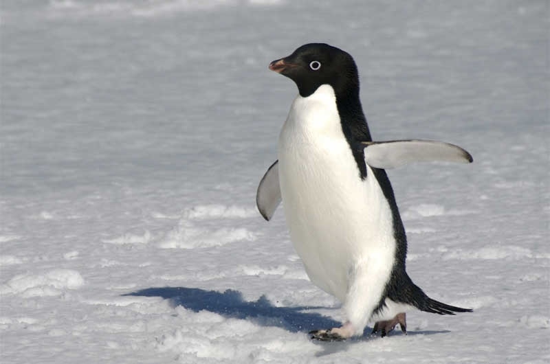 Thiên Nhiên Cận Cảnh: Loài chim cánh cụt Adélie "đầu gấu" nhất Nam Cực