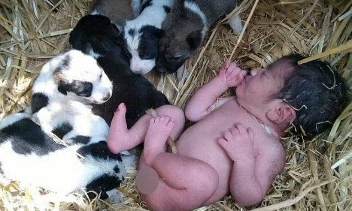Một bé gái sơ sinh được giữ ấm bởi một bầy chó con sau khi cô bé bị bỏ rơi trên một cánh đồng ở Ấn Độ
